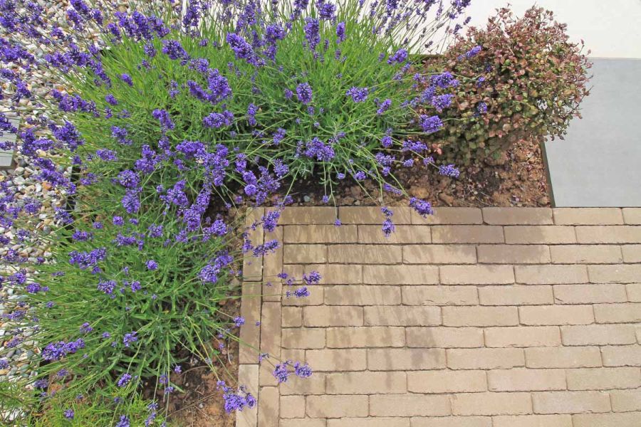 Corner view of westminster clay paver patio next to flowerbeds with lavender, platinum grey porcelain seen in distance.