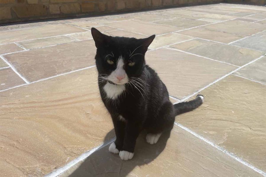 Close up of black and white cat sitting on camel dust indian sandstone paving showing colour variations and textures.