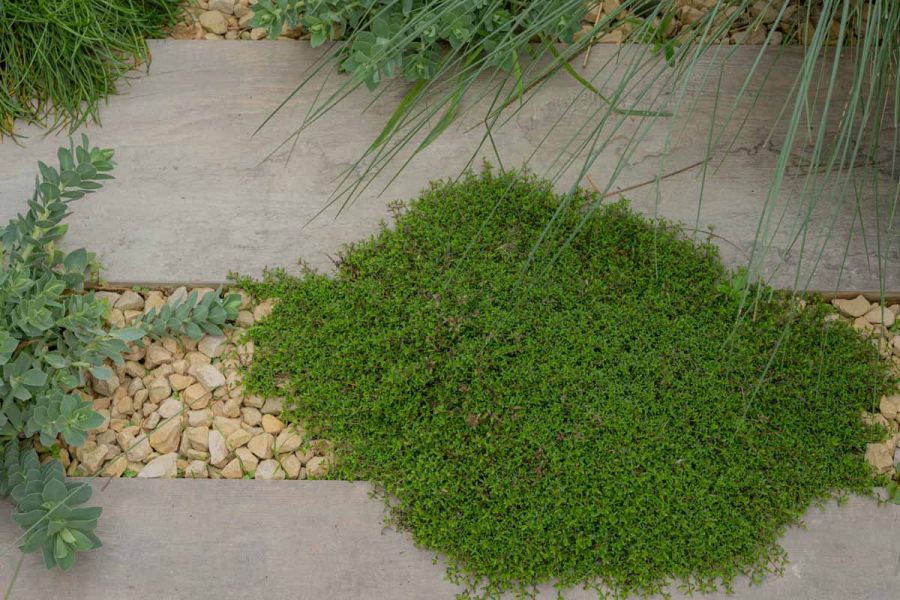 Two planks of cinder porcelain paving has leafy green plants and beige coloured pebbles in between.