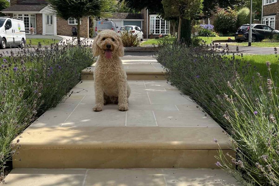 Goldendoodle sits on multi mint sawn sandstone paving slabs with lavender running either side of path with bullnose steps.