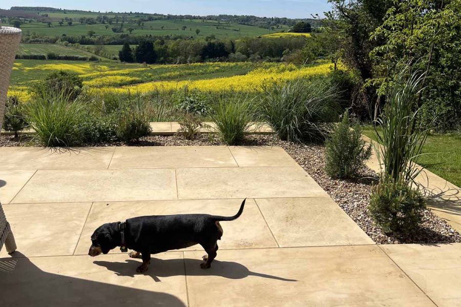A dachshund dog stands on Harvest sawn sandstone patio paving, featuring flowerbed insets and leading to stunning countryside views.
