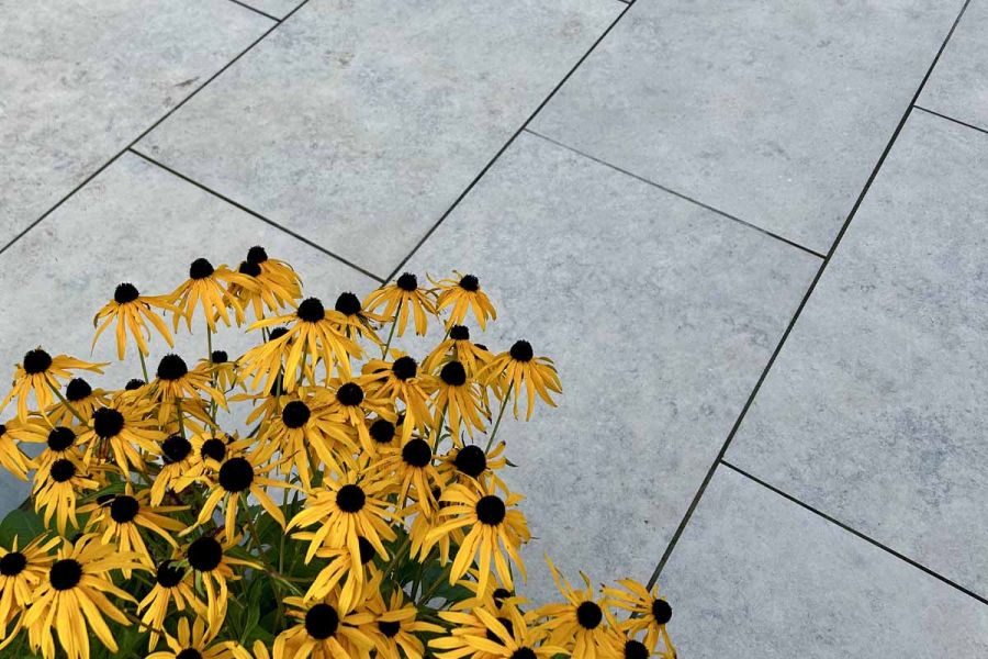 Lots of yellow flowers seen in foreground of close up of Jura Grey Porcelain Paving with dark grouting. 