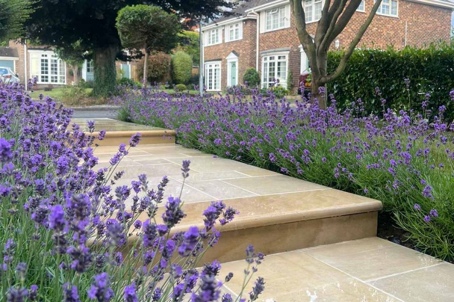 3-tiered path using multi mint sawn sandstone runs through rows of lavender leading out of a property from the front entrance.