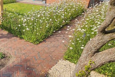 2 paths of Winton clay paving laid herringbone with single brick edge meet at corner of daisy-filled bed at edge of lawn.  ***JLM Garden Design, www.jlmgardendesign.co.uk

