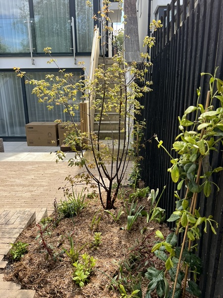 Large curve-edged planting pocket against fence with Stone Grey clay pavers. Steps up side of house.