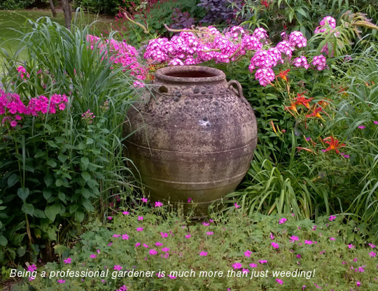 Large stone urn nestled in tall flowering plants with geraniums in front. 